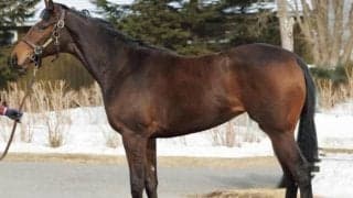 【JRA新馬戦】凱旋門賞馬デインドリームの娘ドリーミーデイなどがデビュー