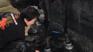 【装蹄師・西内荘コラム】中日新聞杯ヤマニンサルバムに期待