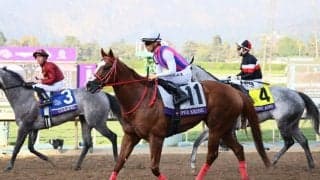 【香港スプリント】日本から2頭…香港勢の壁を破れるか！？