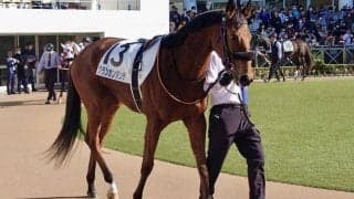 【新馬/中山5R】リアルスティール産駒 グランカンタンテがハナ差V