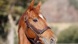 GI馬テーオーケインズがアロースタッドに到着 21年チャンピオンズCなど重賞5勝