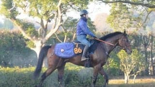 素質の高い大型馬ターコイズフリンジ 初陣に向けて調整順調/関東馬メイクデビュー情報