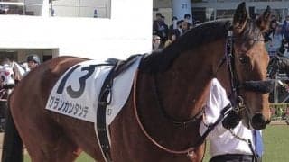 【新馬/中山5R】藤岡佑「性格も良い馬」グランカンタンテがデビュー勝ち