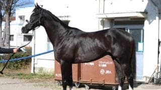 「まともに走れば負けません」朝日杯FSで“怪物”がGI制覇へ