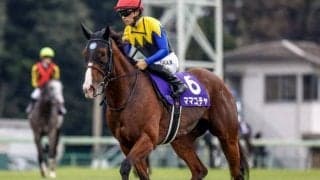 【阪神C想定馬・騎手】ママコチャ、ピクシーナイトなど17頭