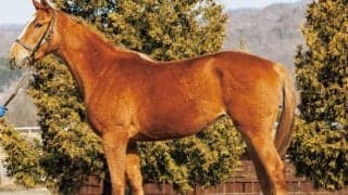 叔父に重賞勝ち馬3頭 岡田スタッドの良血ツインクルステージがデビュー