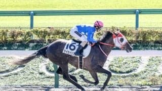 寒椿賞にアロゲート産駒の大物候補が参戦 デビュー2連勝なるか