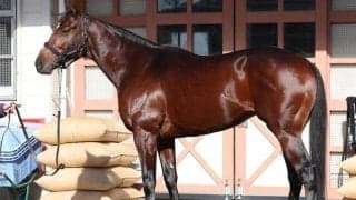 「適性や傾向を無視してでも買いたい好馬体」 有馬記念で復活Vなるか