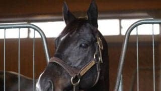 重賞5勝した米のスピード馬が静内種馬場到着 長距離輸送経ても馬体にボリューム感