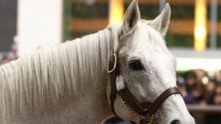 最高売上は875億104万2400円！ 有馬記念何でもランキング…最多入場人員はいつ？