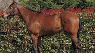 祖母ヘヴンリーロマンスの超良血 フェヴリエがデビューV目指す