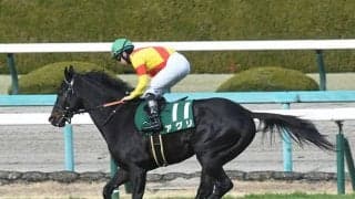 【阪神C予想】短距離路線を締めくくる一戦 女王ママコチャに挑み勝つものは現れるか