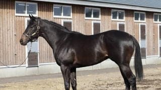 三冠牝馬リバティアイランドの弟、ダノンモンブランは「ポテンシャルを感じる１頭」