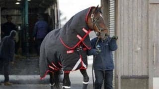 モーリスら3頭が南半球から帰国 日本での種付けシーズンへ