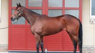 「来春のクラシックでも楽しみな逸材」 牝馬によるホープフルS制覇なるか