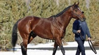 グレナディアガーズが社台SSに到着 朝日杯FSなど重賞2勝