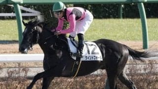 【新馬/中山6R】ウィンドフォールが好位から抜け出す…母はノットオーソリティ