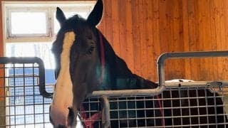 イクイノックスは先輩にも「物怖じせず」父の向かいで新生活スタート