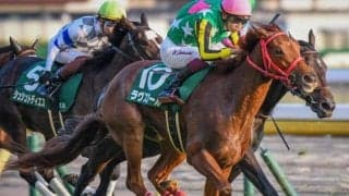 中山も京都も芝は前＆内有利 フェアリーSは最内枠のラヴスコールを狙え