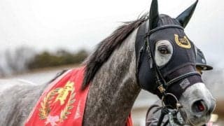 【フェアリーS】売上は81億2467万4200円で昨年より約5.4億円増加