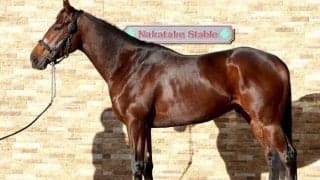 菊花賞からの上積み断トツ「パワーアップは間違いありません」 日経新春杯で重賞初制覇なるか