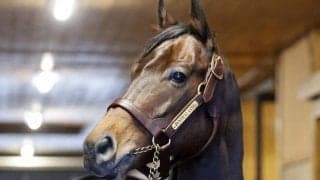 「長く愛される種牡馬に…」パンサラッサがけい養先のアロースタッドに到着
