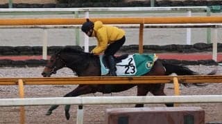 ウィリアムバローズ、東海S1週前追い切り速報/栗東トレセンニュース