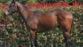 【JRA新馬戦】ミッキーアイルの半妹アイルドリアンなどがデビュー