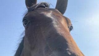 福岡ソフトバンクホークス・柳田悠岐選手が所有する競走馬2頭の馬名決定 うち1頭は地元・広島にちなんだ名前に