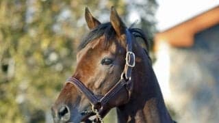 20年の最優秀2歳牡馬ダノンザキッド けい養先のビッグレッドファームに到着