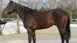 【JRA新馬戦】サラフィナの仔カルデア、セレクトセール2億円超えのスピノザなどがデビュー