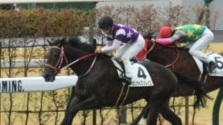 【京都2R新馬戦結果】キズナ産駒サンライズソレイユが人気に応え差し切りV