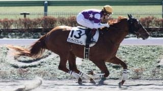 【根岸S登録馬】サンライズフレイムなど19頭