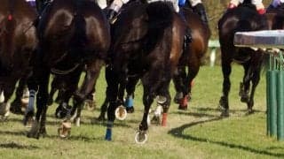 武豊騎手とのコンビで2006年NHKマイルCを制したロジックが死亡