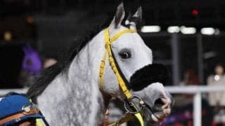 現役復帰した“おばけくん” 金盃で悲願の初タイトル獲得なるか