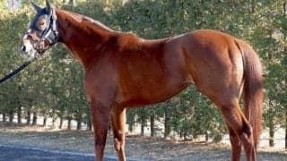 “GI級の臀部”を持つ上がり馬が根岸Sで重賞初挑戦 「東京コースへの適性が低いはずがない！」