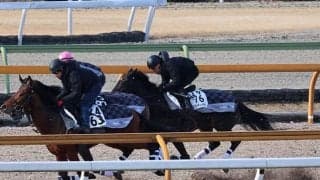 マスクトディーヴァ、東京新聞杯1週前追い切り速報/栗東トレセンニュース