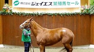 冬季繁殖馬セールが開催 シゲルピンクルビーが1億4500万円で落札