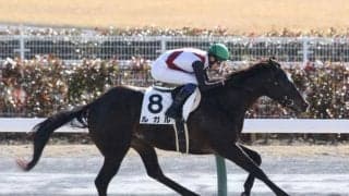 【シルクロードS出走馬・騎手確定】ルガル＆西村淳也騎手、アグリ＆坂井瑠星騎手など18頭