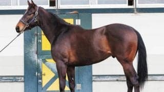 祖母に重賞9勝馬がいるアレ 土曜京都で“アレ”狙う