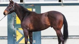 【JRA新馬戦】マリアライトの仔マリガーネット、カワカミプリンセスの仔ラブアンドラッキーなどが登場