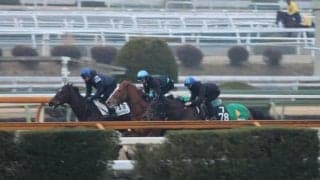 デルマソトガケ、サウジCに向けた追い切り速報/栗東トレセンニュース