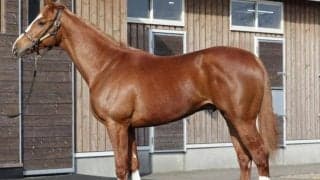 【JRA新馬戦】キタサンブラックの弟シュガークン、2億円超えのジーティーパワーなどがデビュー