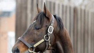 パレスマリスがスタッドイン 米ベルモントSなど重賞6勝