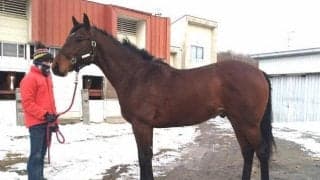 「マルゼンスキーの4×4」 マルゼンスキーツーが2日に初勝利