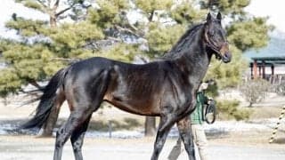 イーストスタッドで種牡馬展示会 キタサンブラックの全弟ネクサスハートほか27頭に熱視線