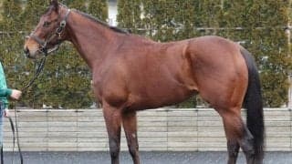 共同通信杯で“相当な爆発力秘める”一頭に熱視線 「皐月賞でも最有力候補」