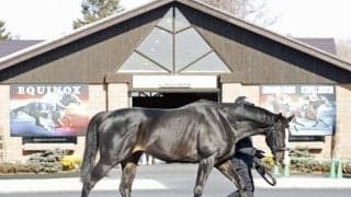 イクイノックスも披露 社台SSで種牡馬展示会