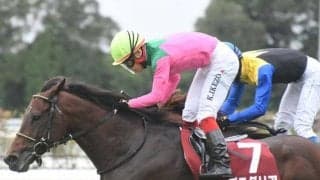 【京都記念展望】好走条件に合うプラダリアがGII3勝目を狙う