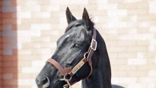 ヴェラアズール、ジュンライトボルトなどがお披露目 優駿SSで種牡馬展示会